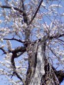 画像: 桜の老木