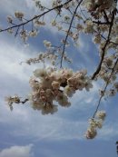 画像: 桜咲く