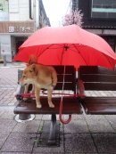 画像: 雨の木曜日