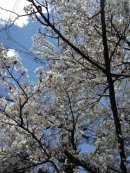画像: 桜♪