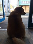 画像: お店番犬