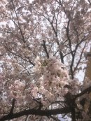 画像: 桜🌸