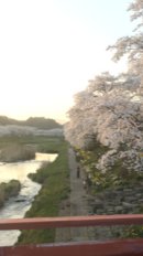 画像: 夏井の千本桜