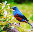 画像: 幸せの青い鳥