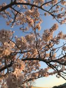 画像: 桜満開