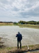 画像: 田植え