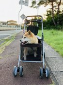 画像: お休みありがとうございました