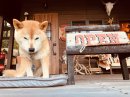 画像: お店犬ニコさん