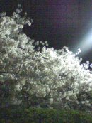 画像: 夜桜