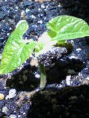 画像: シカハティコの芽