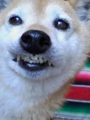 画像: 笑う犬