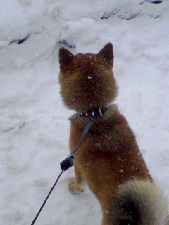 画像: うるう年　そして　雪