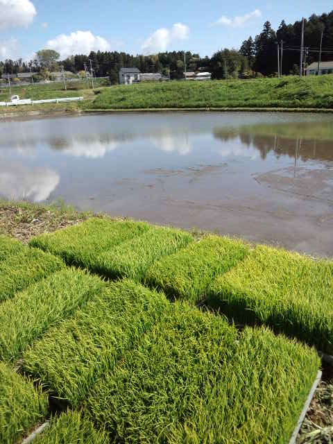 画像: 田植えしてきました♪