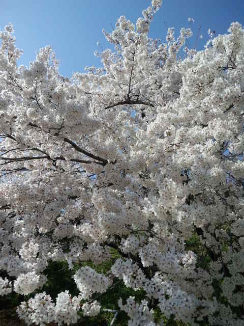画像: 満開の桜とWindows XP
