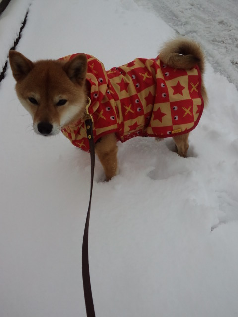 画像: 雪とニコさん