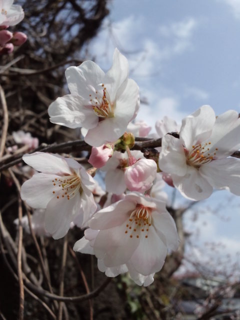 画像: 桜が咲いた♪