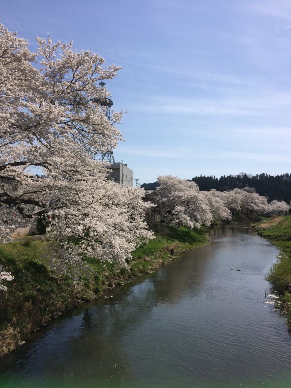 画像: 春は桜を追いかけて