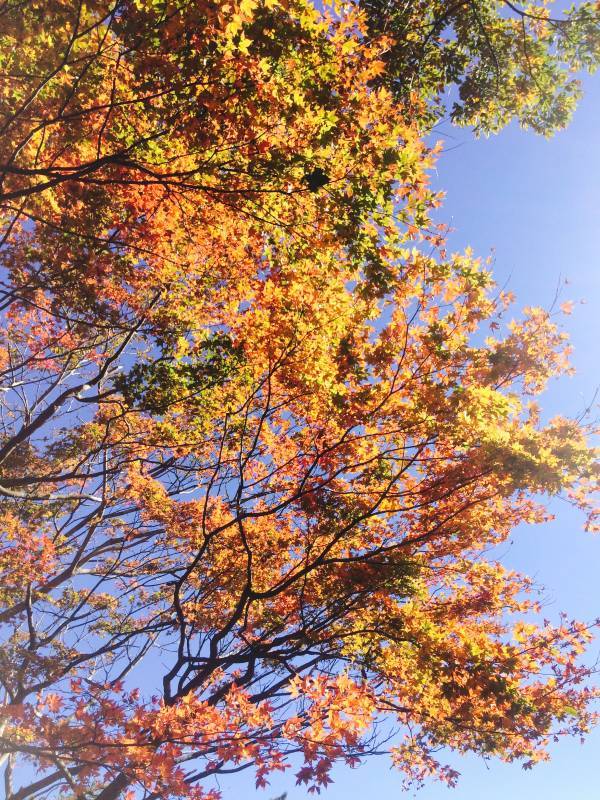 画像: 今日から11月🍁