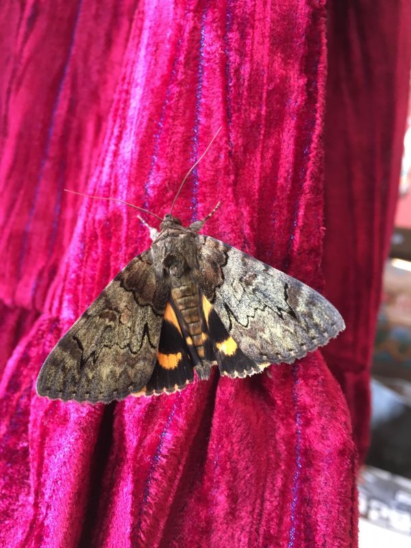 画像: 蛾 moth