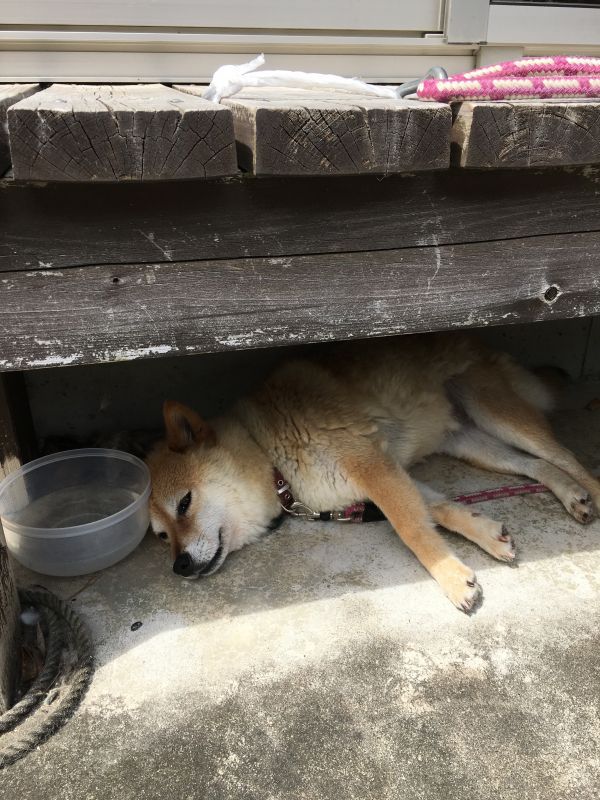 画像: 幸せな休日