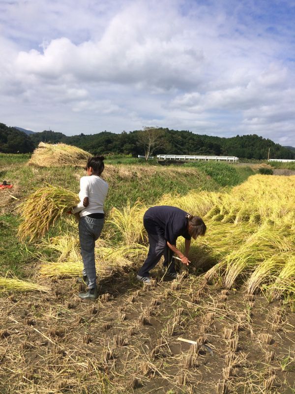 画像: 収穫の秋