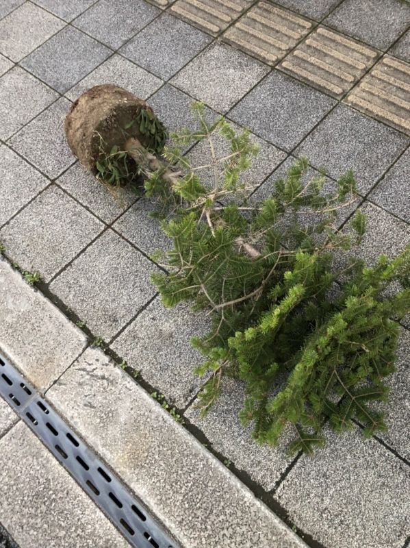 画像: モミの木コロコロ🌲