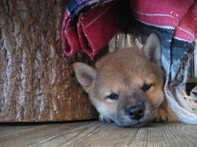 画像: お店番犬歴10年