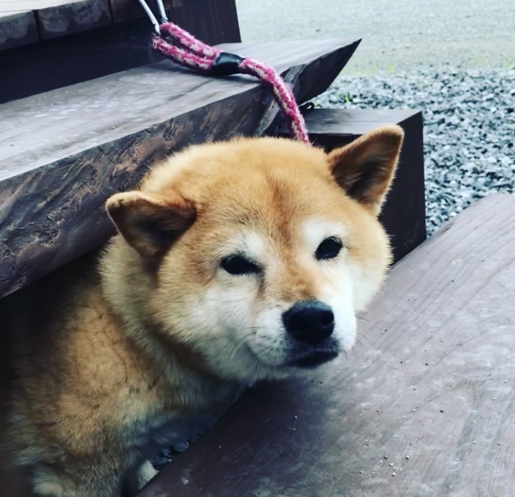 画像: 今日のニコさん