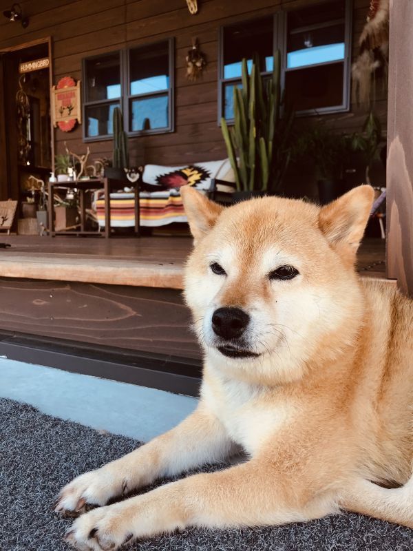 画像: お店番犬