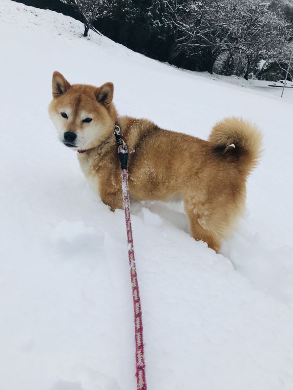 画像: 犬は喜び庭駆けまわりました