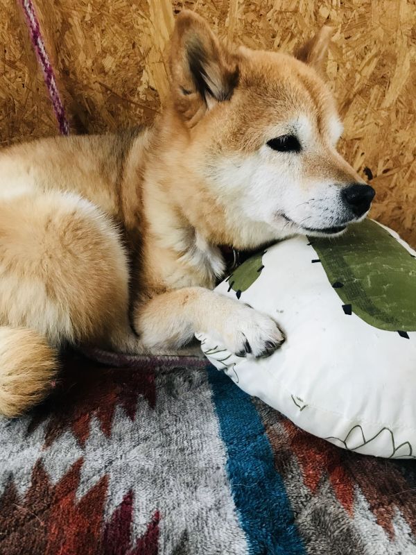 画像: 今日も元気に営業中