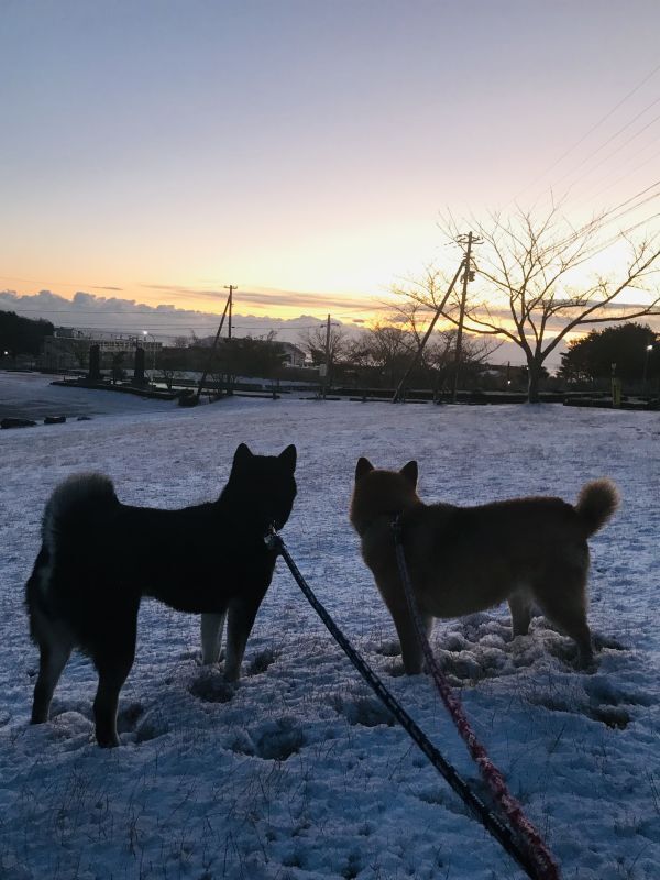 画像: 雪の朝