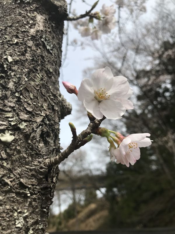 画像: お花見散歩