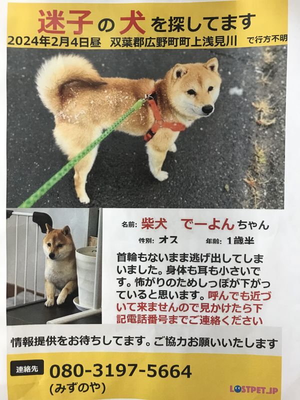 画像: 迷子犬