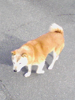 画像: おじいちゃん犬