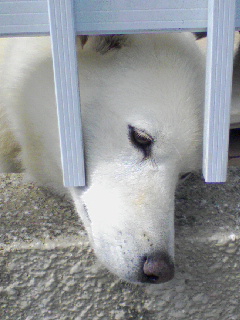 画像: おとうさん犬