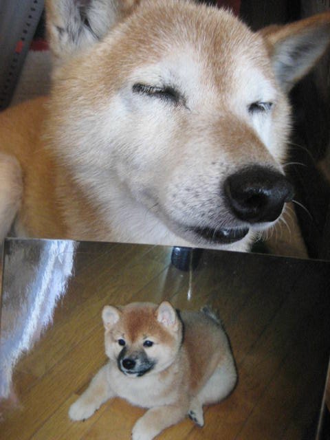 画像: もうすぐ12歳