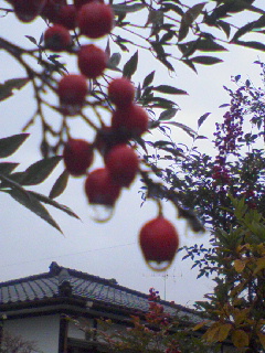 画像: 雨の匂い