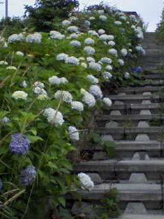 画像: 紫陽花と雨と七夕