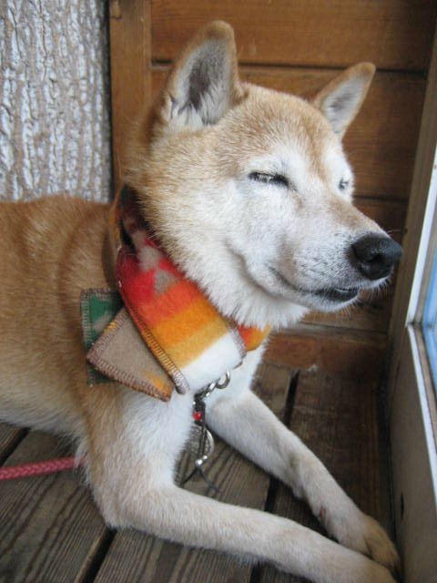 画像: 画像は、どこでも眠る犬